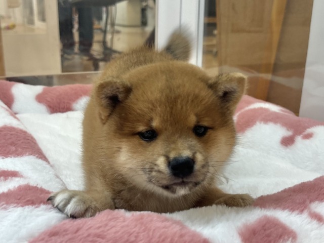 柴犬