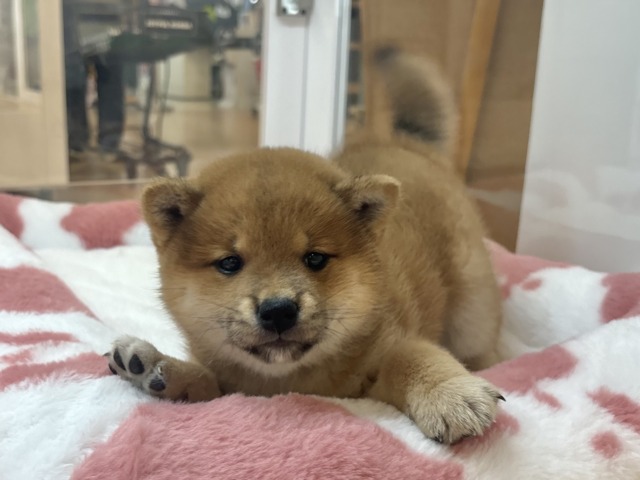 柴犬