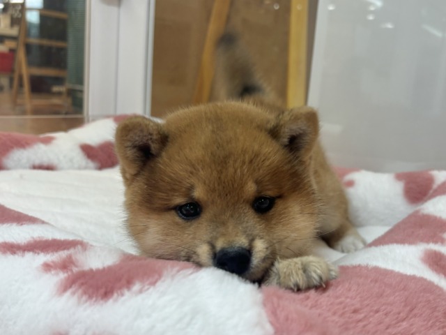 柴犬