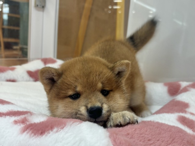 柴犬