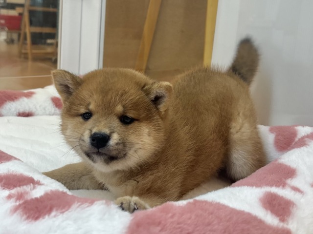 柴犬