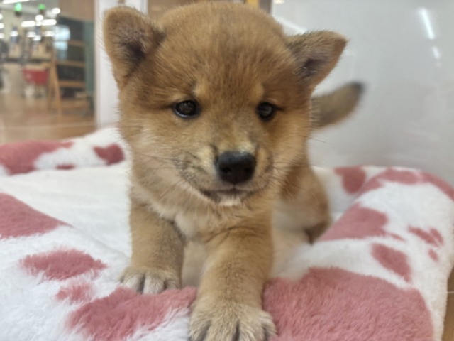 柴犬