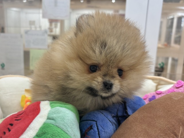 ポメラニアン