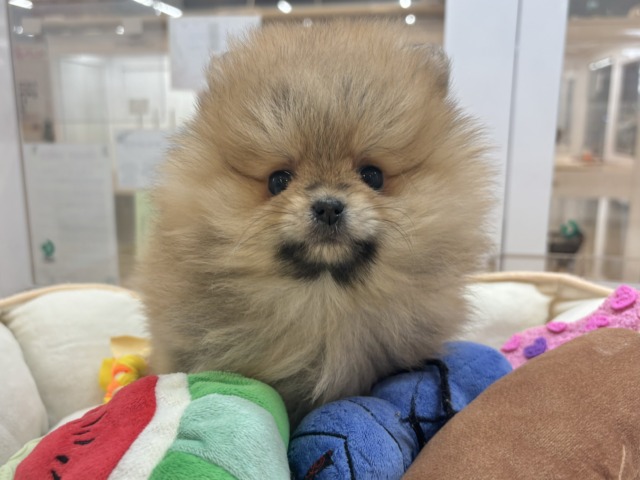 ポメラニアン