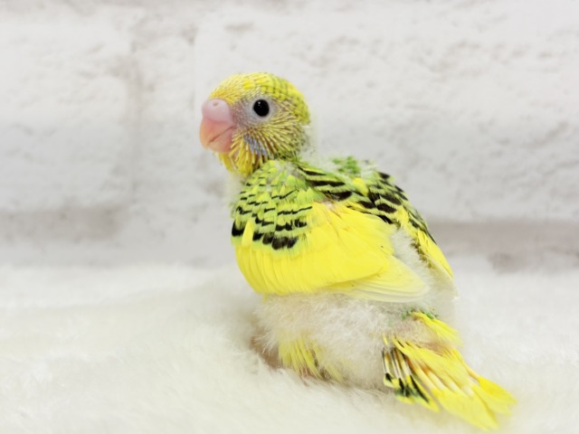 【最新画像更新🪄】目指せ甘え上手No.1🐣👑セキセイインコ(パイド) ヒナ セキセイインコ