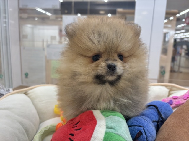 ポメラニアン