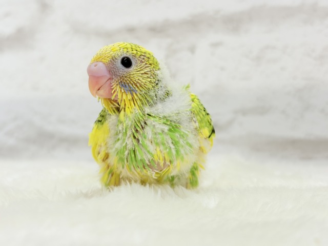 【最新画像更新🪄】目指せ甘え上手No.1🐣👑セキセイインコ(パイド) ヒナ セキセイインコ