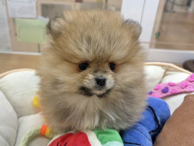 ポメラニアン