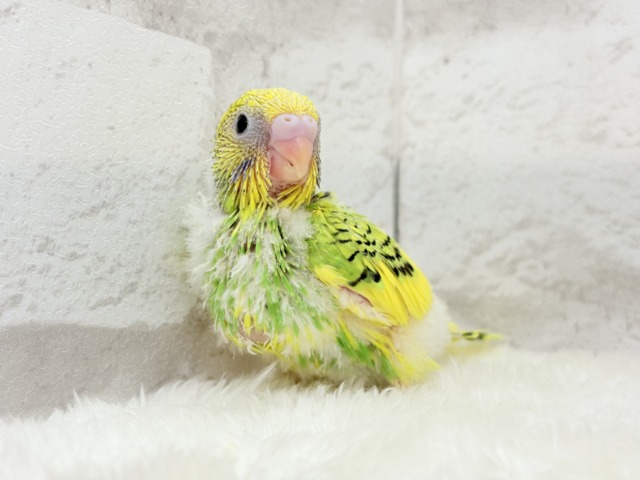【最新画像更新🪄】目指せ甘え上手No.1🐣👑セキセイインコ(パイド) ヒナ セキセイインコ