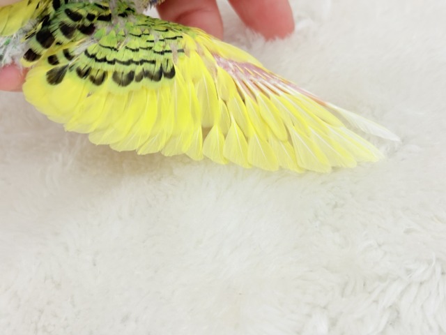 【最新画像更新🪄】目指せ甘え上手No.1🐣👑セキセイインコ(パイド) ヒナ セキセイインコ