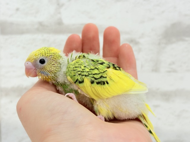 【最新画像更新🪄】目指せ甘え上手No.1🐣👑セキセイインコ(パイド) ヒナ セキセイインコ