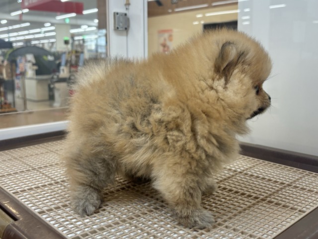 ポメラニアン