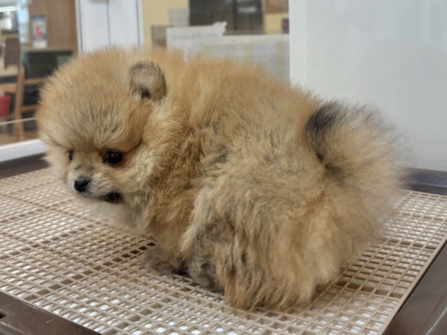 ポメラニアン