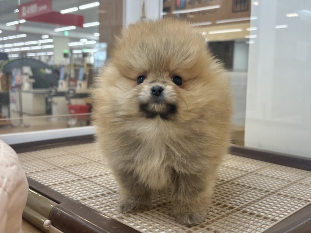 ポメラニアン