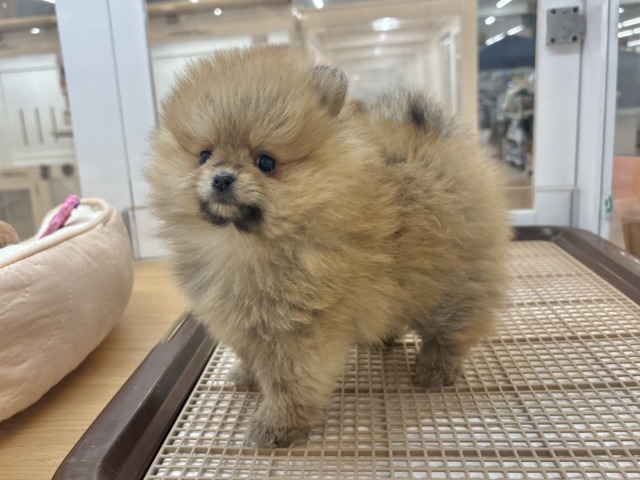 ポメラニアン