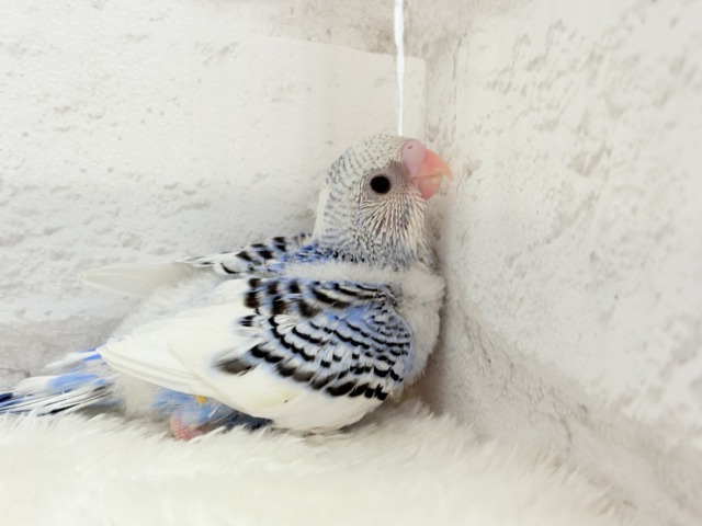 【最新画像更新🪄】わくわく✨大人になるのが楽しみだぁ𖤐 ̖́-セキセイインコ(パイド) ヒナ セキセイインコ