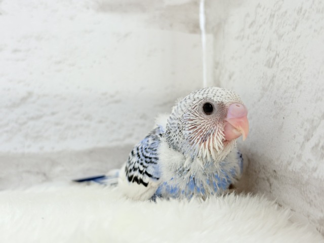 【最新画像更新🪄】わくわく✨大人になるのが楽しみだぁ𖤐 ̖́-セキセイインコ(パイド) ヒナ セキセイインコ