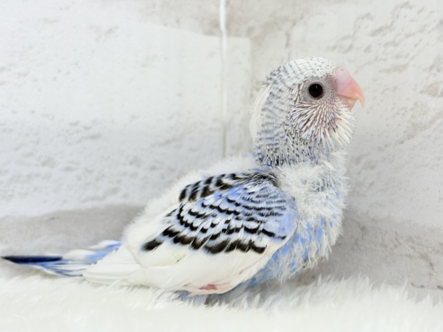 【最新画像更新🪄】わくわく✨大人になるのが楽しみだぁ𖤐 ̖́-セキセイインコ(パイド) ヒナ セキセイインコ