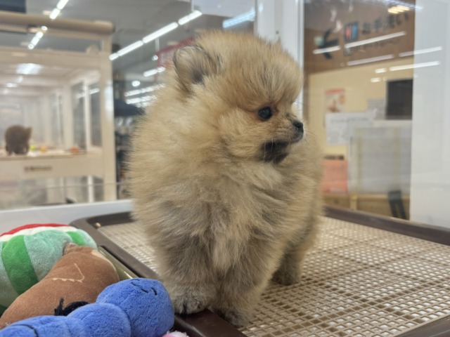 ポメラニアン