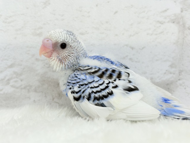 【最新画像更新🪄】わくわく✨大人になるのが楽しみだぁ𖤐 ̖́-セキセイインコ(パイド) ヒナ セキセイインコ