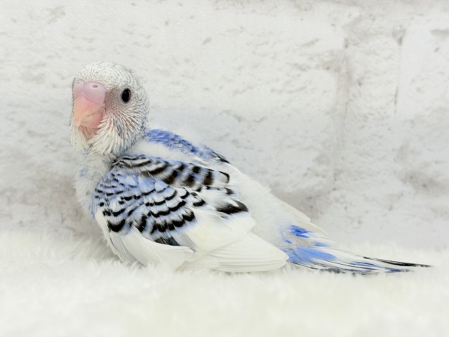 【最新画像更新🪄】わくわく✨大人になるのが楽しみだぁ𖤐 ̖́-セキセイインコ(パイド) ヒナ セキセイインコ