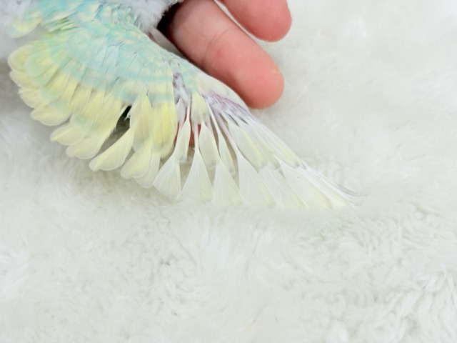 上目遣いがタマラナイ💖メロンソーダの妖精さん🧚♀️🫧セキセイインコ(パステルカラーレインボー) ヒナ セキセイインコ