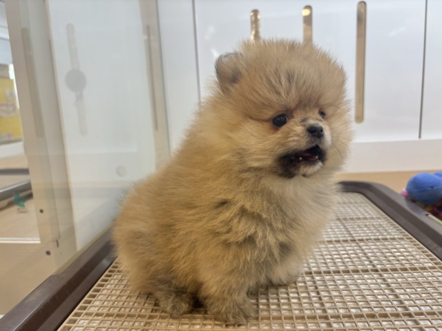 ポメラニアン