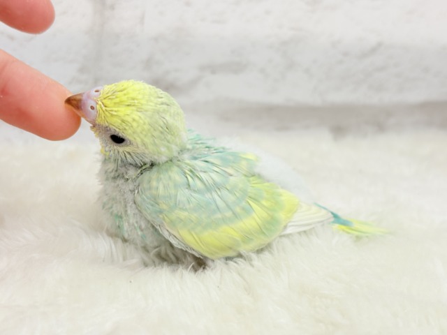 上目遣いがタマラナイ💖メロンソーダの妖精さん🧚♀️🫧セキセイインコ(パステルカラーレインボー) ヒナ セキセイインコ