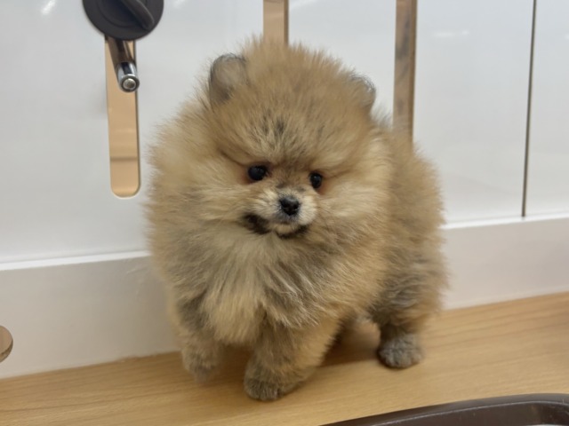 ポメラニアン