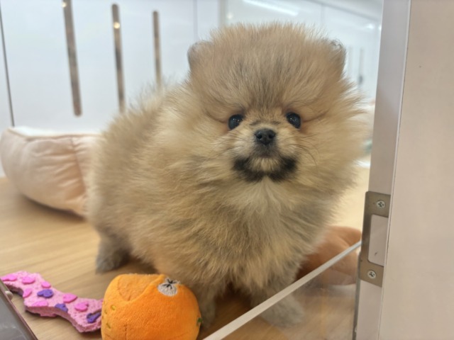 ポメラニアン