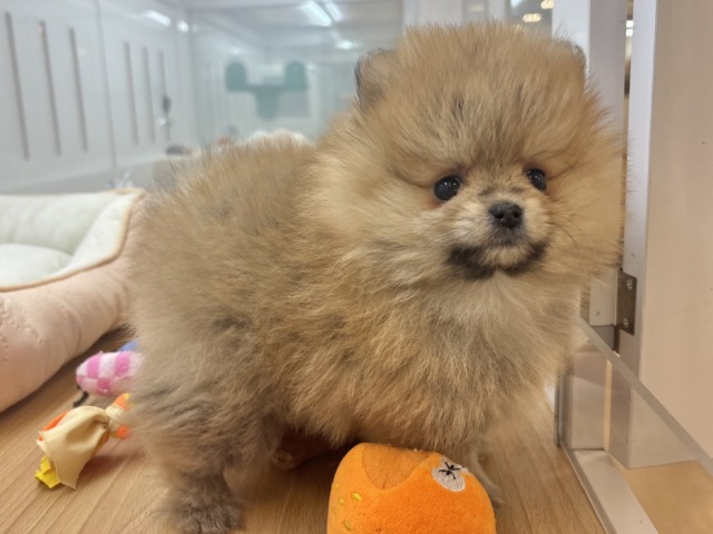 ポメラニアン