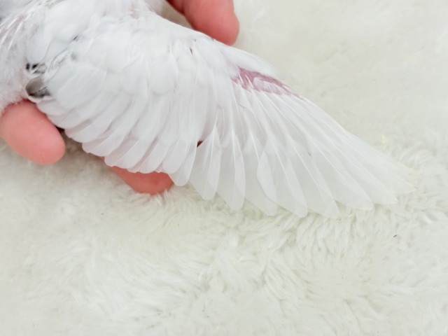 【最新画像更新🪄】春ピクニックに連れてって🐣🌸セキセイインコ(白ハルクイン) ヒナ セキセイインコ