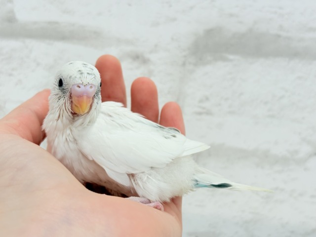 【最新画像更新🪄】春ピクニックに連れてって🐣🌸セキセイインコ(白ハルクイン) ヒナ セキセイインコ