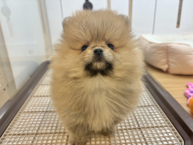 ポメラニアン