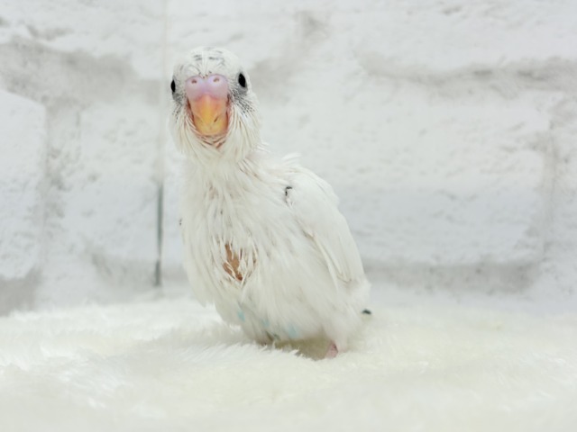 【最新画像更新🪄】春ピクニックに連れてって🐣🌸セキセイインコ(白ハルクイン) ヒナ セキセイインコ