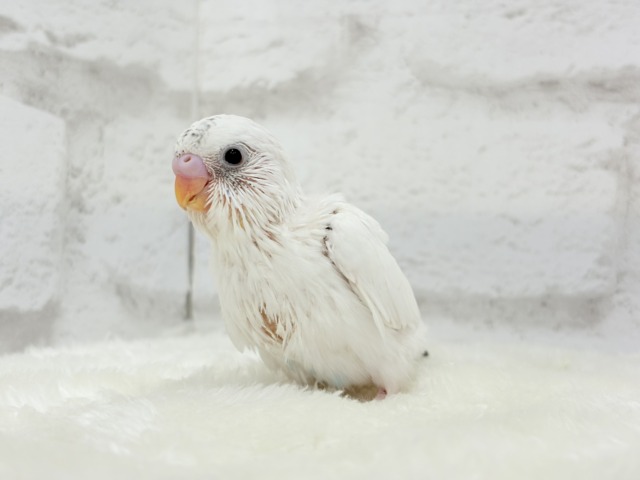 【最新画像更新🪄】春ピクニックに連れてって🐣🌸セキセイインコ(白ハルクイン) ヒナ セキセイインコ