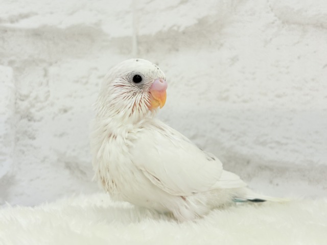 【最新画像更新🪄】春ピクニックに連れてって🐣🌸セキセイインコ(白ハルクイン) ヒナ セキセイインコ