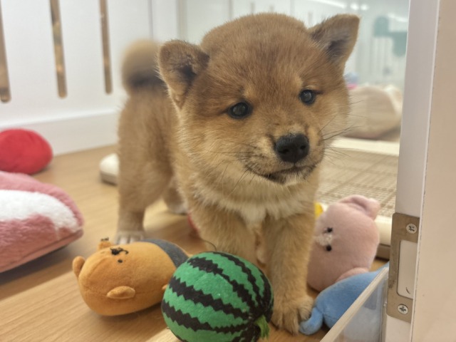 柴犬