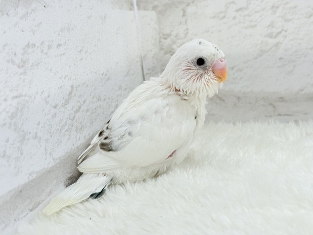 【最新画像更新🪄】春ピクニックに連れてって🐣🌸セキセイインコ(白ハルクイン) ヒナ セキセイインコ