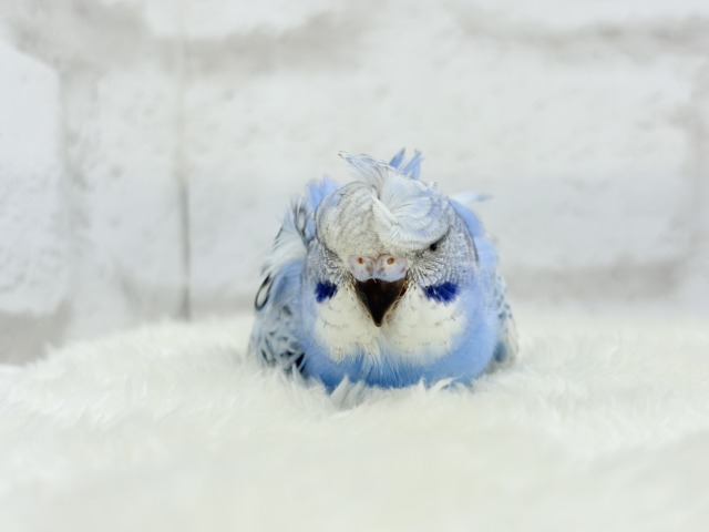 【最新画像更新🪄】背中にお花咲いてます🐣🌸梵天セキセイインコ(スパングル) ヒナ 梵天セキセイインコ