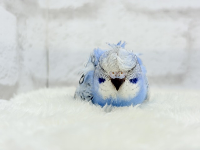 【最新画像更新🪄】背中にお花咲いてます🐣🌸梵天セキセイインコ(スパングル) ヒナ 梵天セキセイインコ