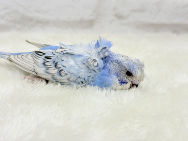 【最新画像更新🪄】背中にお花咲いてます🐣🌸梵天セキセイインコ(スパングル) ヒナ 梵天セキセイインコ