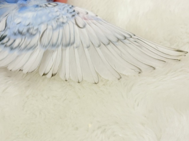 【最新画像更新🪄】背中にお花咲いてます🐣🌸梵天セキセイインコ(スパングル) ヒナ 梵天セキセイインコ
