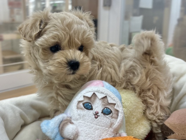 マルプー