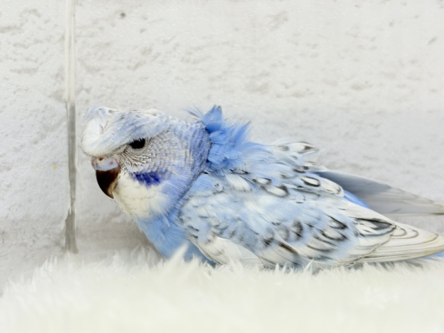 【最新画像更新🪄】背中にお花咲いてます🐣🌸梵天セキセイインコ(スパングル) ヒナ 梵天セキセイインコ