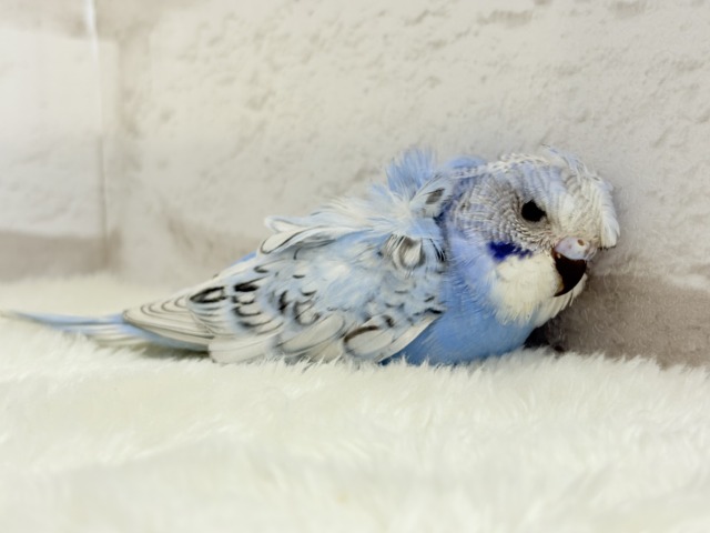 【最新画像更新🪄】背中にお花咲いてます🐣🌸梵天セキセイインコ(スパングル) ヒナ 梵天セキセイインコ
