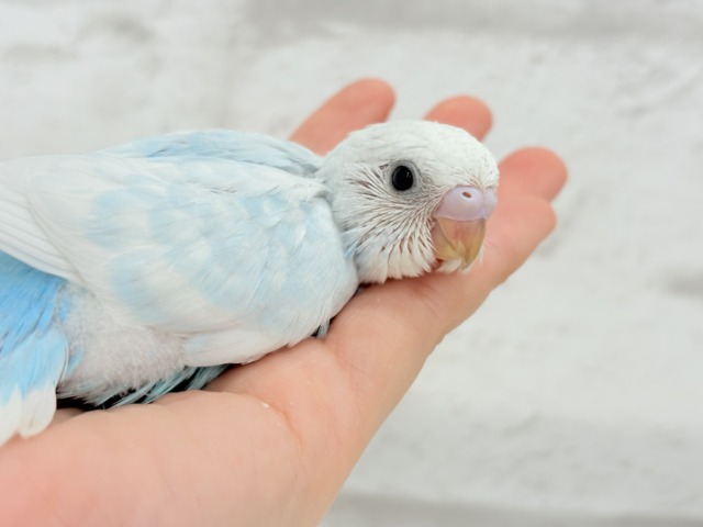 甘々♡ベビーフェイス🐣💖セキセイインコ(スパングル) ヒナ セキセイインコ