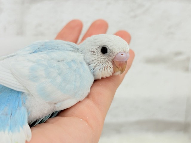 甘々♡ベビーフェイス🐣💖セキセイインコ(スパングル) ヒナ セキセイインコ
