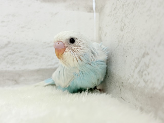 甘々♡ベビーフェイス🐣💖セキセイインコ(スパングル) ヒナ セキセイインコ