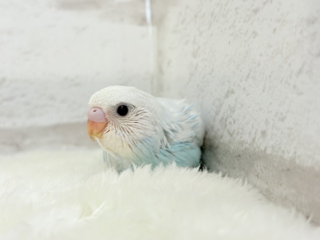 甘々♡ベビーフェイス🐣💖セキセイインコ(スパングル) ヒナ セキセイインコ
